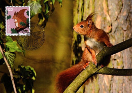 Maximumkarte 2024 - Eichhörnchen - Maximum Cards