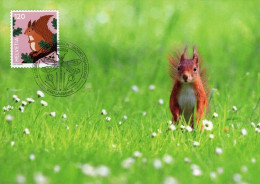 Maximumkarte 2024 - Eichhörnchen - Maximum Cards