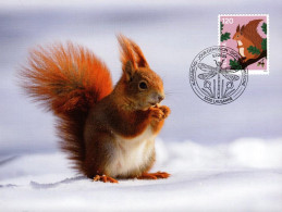 Maximumkarte 2024 - Eichhörnchen - Maximum Cards