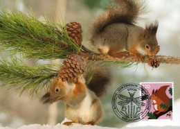 Maximumkarte 2024 - Eichhörnchen - Maximum Cards