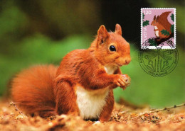 Maximumkarte 2024 - Eichhörnchen - Maximum Cards