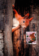 Maximumkarte 2024 - Eichhörnchen - Maximum Cards
