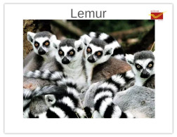 India 2025 Lemurs (disambiguation) MINT / BLANK Maxim / Picture Post Card PPC As Per Scan - Apen