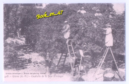 {99576} Alpes Maritimes Grasse, Ceuillette De La Fleur D'oranger, Reproduction ; Animée - Altri & Non Classificati