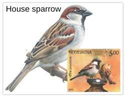 India 2025 Pegion & Sparrow MINT/BLANK PPC Maxim/Picture Post Card As Per Scan - Moineaux
