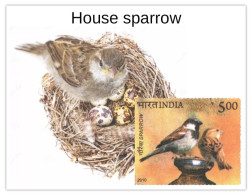 India 2025 Pegion & Sparrow MINT/BLANK PPC Maxim/Picture Post Card As Per Scan - Moineaux