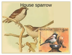 India 2025 Pegion & Sparrow MINT/BLANK PPC Maxim/Picture Post Card As Per Scan - Moineaux