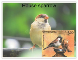 India 2025 Pegion & Sparrow MINT/BLANK PPC Maxim/Picture Post Card As Per Scan - Moineaux