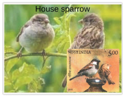 India 2025 Pegion & Sparrow MINT/BLANK PPC Maxim/Picture Post Card As Per Scan - Moineaux