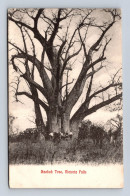 VICTORIA FALLS - Baobob  Tree - P. S. & C. - Zambia