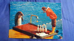 CPSM DAUPHIN MARINELAND COTE D AZUR ANTIBES LE DAUPHIN SPLASH CHAMPION DU JEU DE QUILLES ED YVON - Dolphins