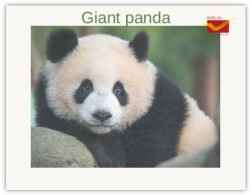 India 2025 Giant Panda MINT/BLANK PPC Maxim/Picture Post Card As Per Scan - Bears