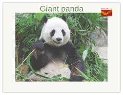 India 2025 Giant Panda MINT/BLANK PPC Maxim/Picture Post Card As Per Scan - Bears