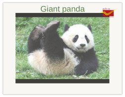 India 2025 Giant Panda MINT/BLANK PPC Maxim/Picture Post Card As Per Scan - Bears