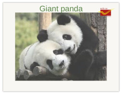India 2025 Giant Panda MINT/BLANK PPC Maxim/Picture Post Card As Per Scan - Bears