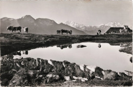 Fiescheralp B. Hotel Jungfrau Am Eggishorn Ob Fiesch - Fiesch