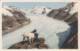 Auf Dem Eggishorn  Mit Walliser Ziegen - Fiesch