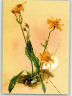 10518144 - Blumen  Arnica Montana Arnika - Salute