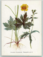 10524464 - Heilkraeuter / Kraeuter Scharfer Hahnenfuss - - Salute
