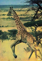 Giraffe Faune Africaine - Monkeys
