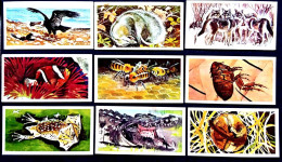 UK.GB ENGLAND 1960, SMALL CARD 8 DIFF, PART 3 WONDERS OF WILDLIFE, MAMMAL, INSECT, FISH, BACK SIDE DETAIL INFORMATION. - Covers & Documents
