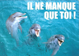 CPM - DAUPHINS - IL NE MANQUE QUE TOI ! - Dolphins