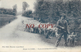 BERGER DE CASSEL ROUTE DE WEMAERS-CAPPEL TROUPEAU DE MOUTONS - Cassel