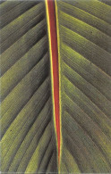 DJIBOUTI - Errances Un Regard Par Michel Richard Carte Double (Scans R/V) N° 60 \ML4039 - Djibouti