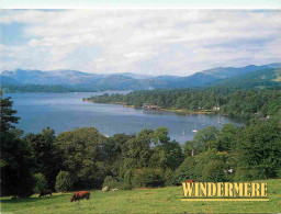 Animaux - Vaches - Angleterre - Cumbria - Windermere - CPM - Voir Scans Recto-Verso - Cows