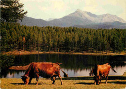 Animaux - Vaches - Paturages Au Bord De L'eau - CPM - Voir Scans Recto-Verso - Cows