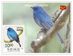 India 2025 Indian Birds - Nilgiri Flycatcher - MINT/BLANK PPC Maxim/Picture Post Card As Per Scan - Piciformes (pájaros Carpinteros)