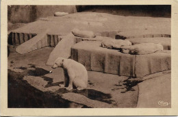 CPSM. PARC ZOOLOGIQUE DU BOIS DE VINCENNES. LES OURS BLANCS SUR LA BANQUISE. - Bears