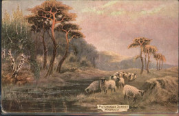 Hindhead Schafe - Surrey