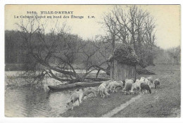 Ville D'Avray - Moutons à La Cabane Corot - Etangs # 10-24/29 - Ville D'Avray