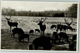 39739344 - Moritzburg B Dresden - Varkens