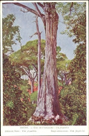 CPA Brasilien, Staat Amazonas, Ein Jequitiba - Sonstige