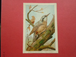 ILLUSTRATEUR G FANTY LESCURE  SERIE OISEAUX  IMAGE FORMAT : 9,3 X 13,6 Cm  SITTELLE  SITTA EUROPOEA H & C - Andere & Zonder Classificatie