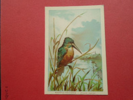 ILLUSTRATEUR G FANTY LESCURE  SERIE OISEAUX  IMAGE FORMAT : 9,3 X 13,6 Cm  MARTIN PECHEUR  ALCEDO HISPIDA H & C - Andere & Zonder Classificatie