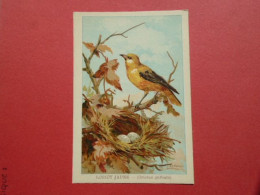 ILLUSTRATEUR G FANTY LESCURE  SERIE OISEAUX  IMAGE FORMAT : 9,3 X 13,6 Cm LORIOT JAUNE  ORIOLUS GALBULA  H & C - Andere & Zonder Classificatie