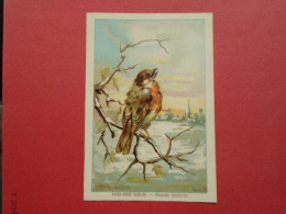 ILLUSTRATEUR G FANTY LESCURE  SERIE OISEAUX  IMAGE FORMAT : 9,3 X 13,6 Cm ROUGE GORGE FAMILIER RUBECULA FAMILIARIS H & C - Andere & Zonder Classificatie