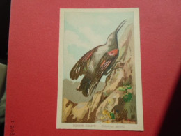 ILLUSTRATEUR G FANTY LESCURE  SERIE OISEAUX  IMAGE FORMAT : 9,3 X 13,6 Cm TICHODROME ECHELETTE  TICHODROME MURARIA H & C - Andere & Zonder Classificatie