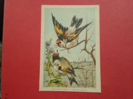 ILLUSTRATEUR G FANTY LESCURE  SERIE OISEAUX  IMAGE FORMAT : 9,3 X 13,6 Cm CHARDONNERET ELEGANT CARDUEDIS ELEGANS H & C - Andere & Zonder Classificatie