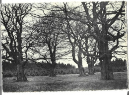 Delcampe - L'Ardenne Pittoresque - Les Hêtres Gigantesques De La Fagne De Longlou - Malmedy