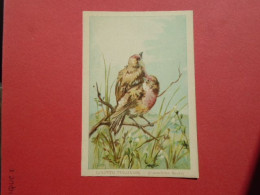 ILLUSTRATEUR G FANTY LESCURE  SERIE OISEAUX  IMAGE FORMAT : 9,3 X 13,6 Cm  LINOTTE VULGAIRE  CANNEBINA LINOTA    H & C - Andere & Zonder Classificatie