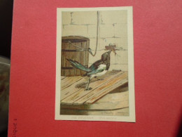 ILLUSTRATEUR G FANTY LESCURE  SERIE OISEAUX  IMAGE FORMAT : 9,3 X 13,6 Cm  PIE VULGAIRE  PICA RUSTICA H & C - Andere & Zonder Classificatie