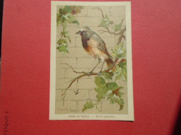ILLUSTRATEUR G FANTY LESCURE  SERIE OISEAUX  IMAGE FORMAT : 9,3 X 13,6 Cm  ROSSIGNOL DES MURAILLES MOTACILLA PHOENICURUS - Andere & Zonder Classificatie