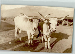 39903774 - Ochsen - Cows