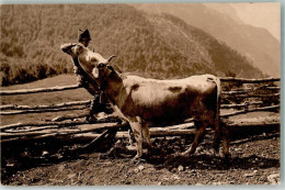 39627404 - Kind Mit Einem Bullen In Der Schweiz - Cows