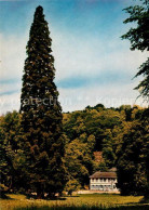 Bensheim Bergstrasse Mammutbaum Mit Herrenhaus Im Fuerstenlager - Bensheim