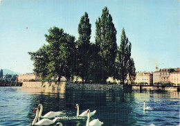 SUISSE GENEVE L ILE J  J  ROUSSEAU - Genève
